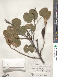 Bauhinia variegata image