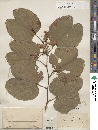 Bauhinia variegata image