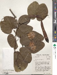 Bauhinia variegata image