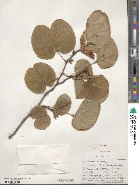 Bauhinia variegata image