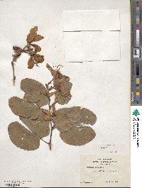 Bauhinia variegata image