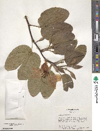 Bauhinia variegata image