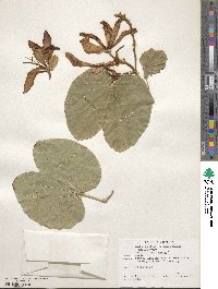 Bauhinia variegata image