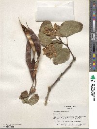 Bauhinia variegata image