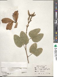 Bauhinia variegata image