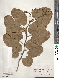 Bauhinia variegata image