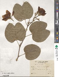 Bauhinia variegata image