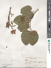 Bauhinia variegata image