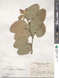 Bauhinia variegata image