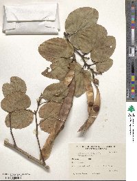 Bauhinia variegata image