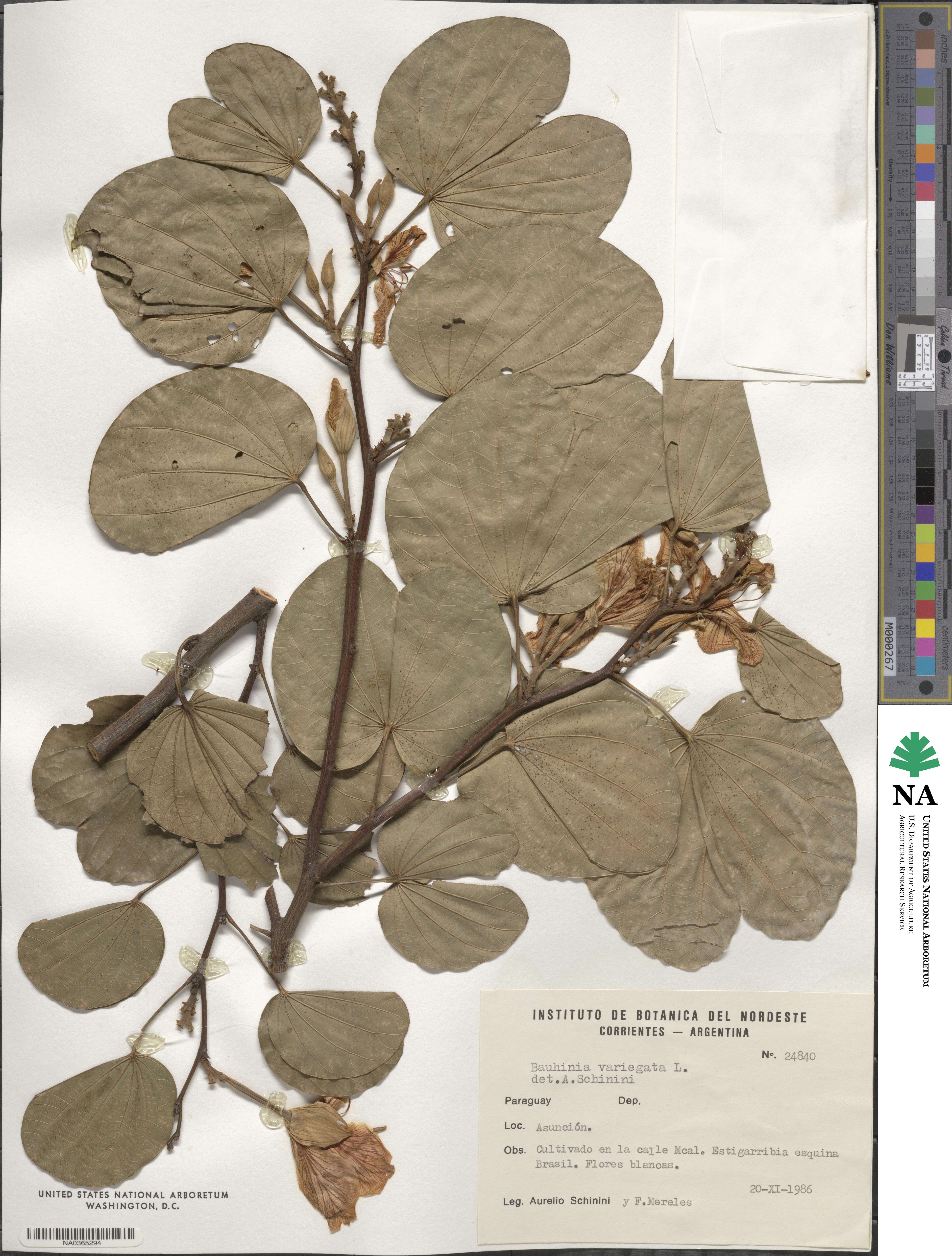 Bauhinia variegata image