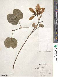 Bauhinia variegata var. candida image