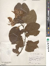 Bauhinia variegata image