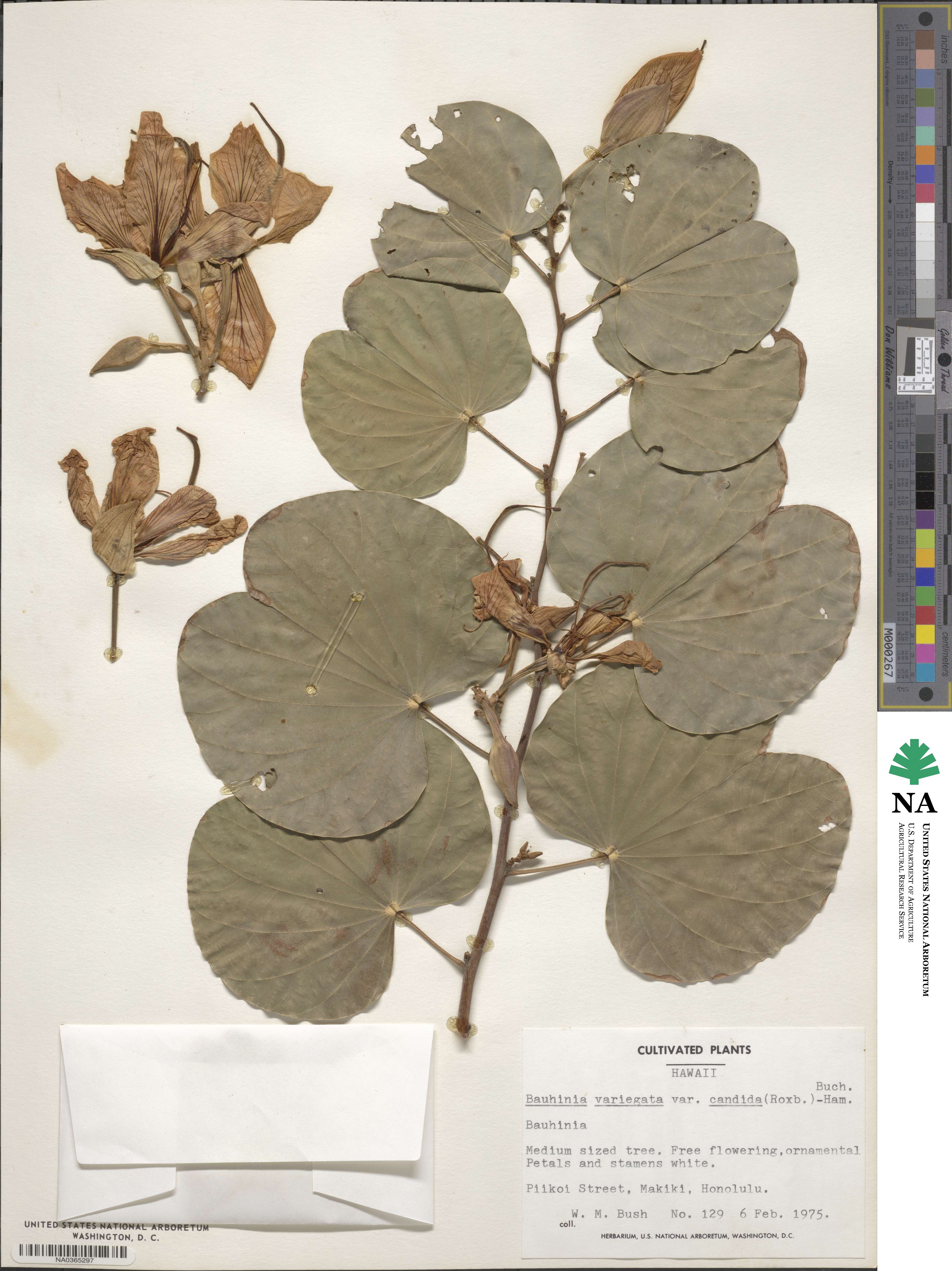 Bauhinia variegata var. candida image