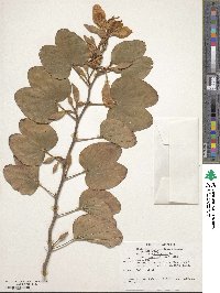 Bauhinia variegata var. candida image