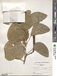 Bauhinia variegata var. candida image