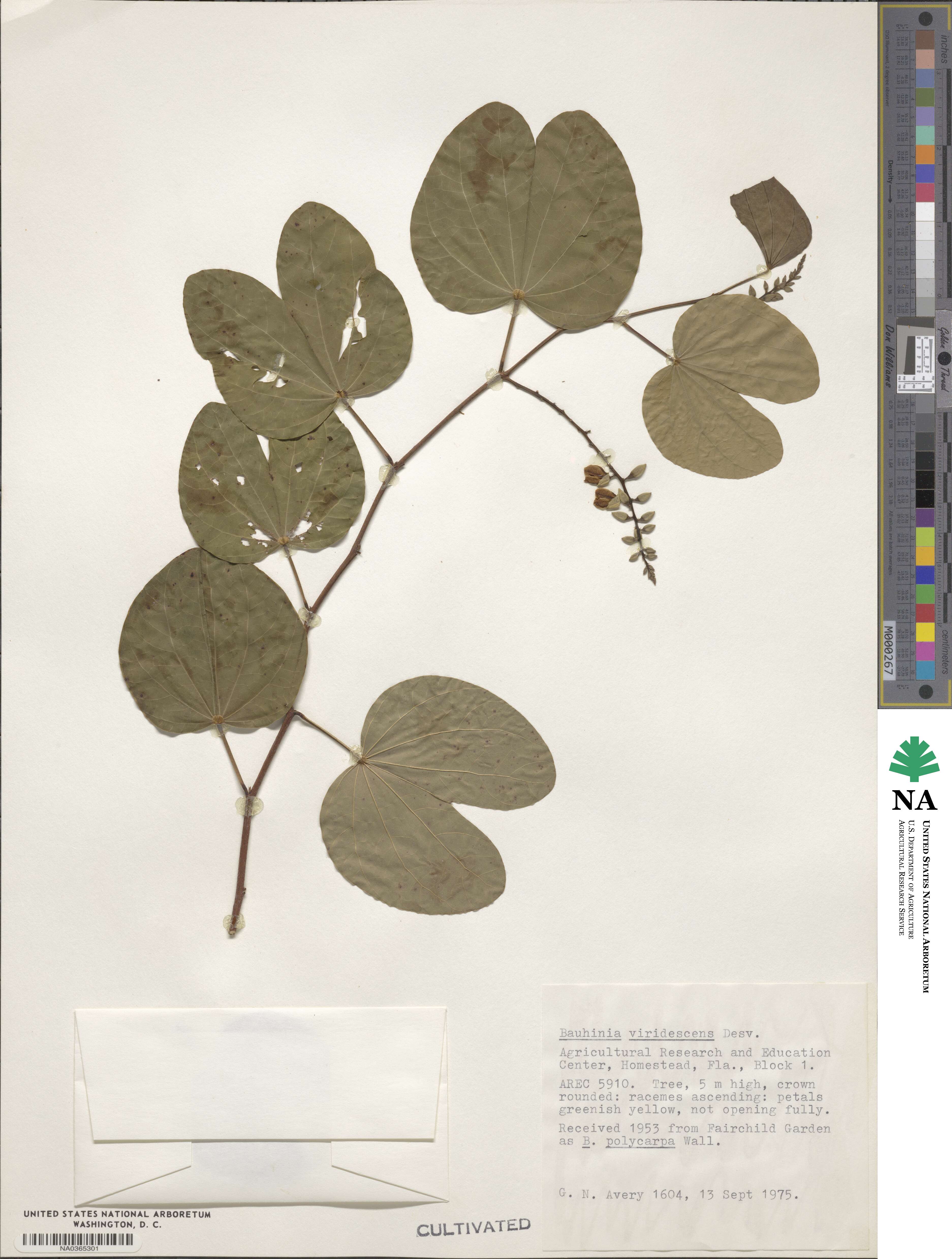 Bauhinia viridescens image