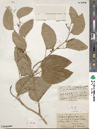 Bauhinia viridescens image