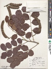 Ceratonia siliqua image