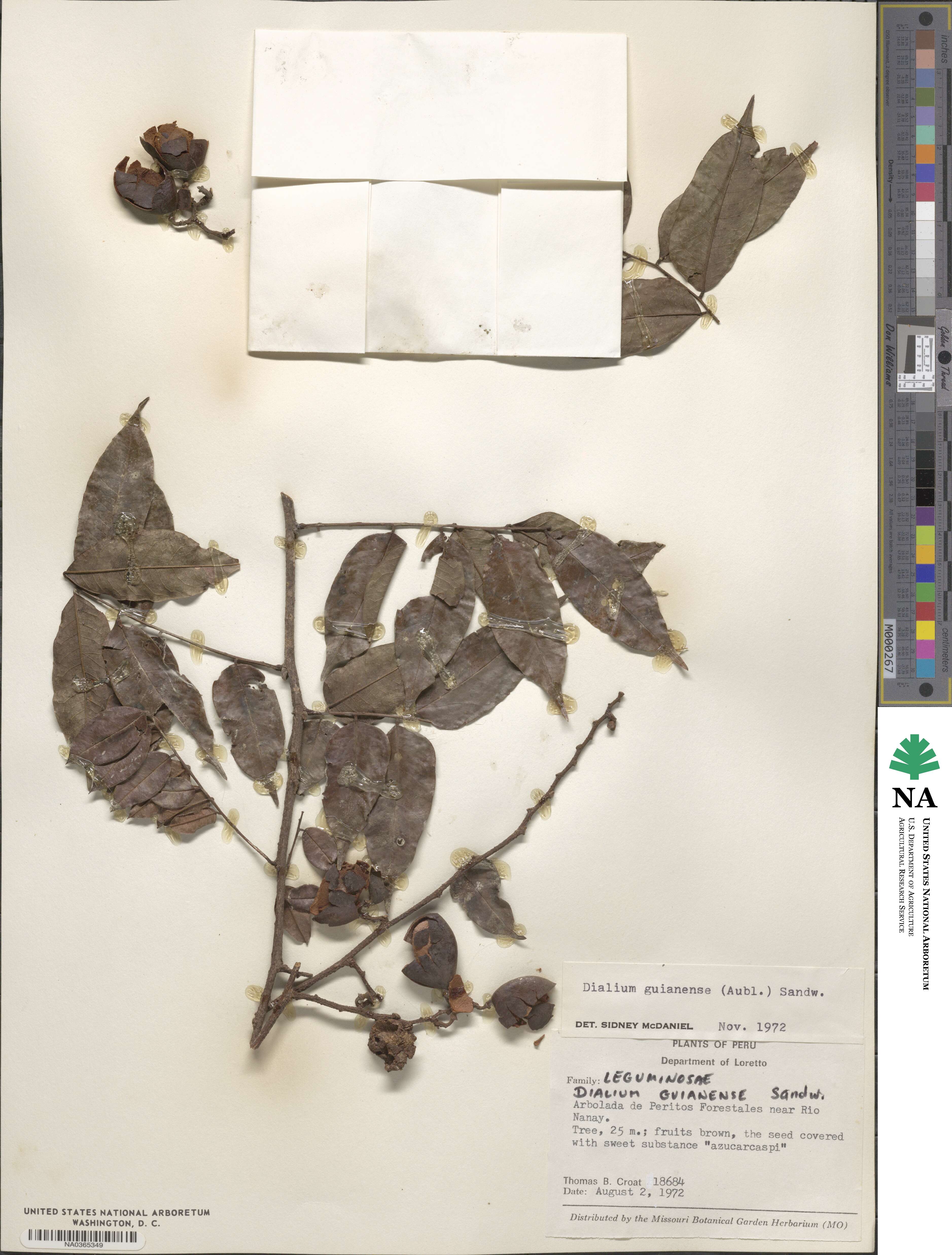 Dialium guianense image