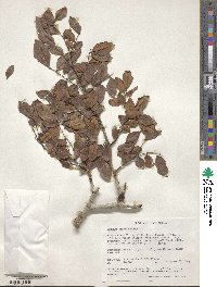 Image of Dialium orientale