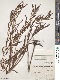 Chamaecrista nictitans var. aspera image