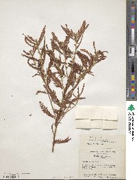 Chamaecrista nictitans var. aspera image