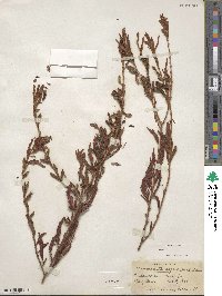 Chamaecrista nictitans var. aspera image