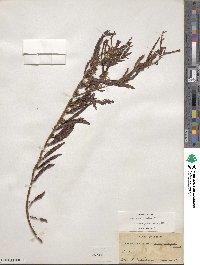 Chamaecrista nictitans var. aspera image