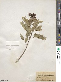 Senna ligustrina image