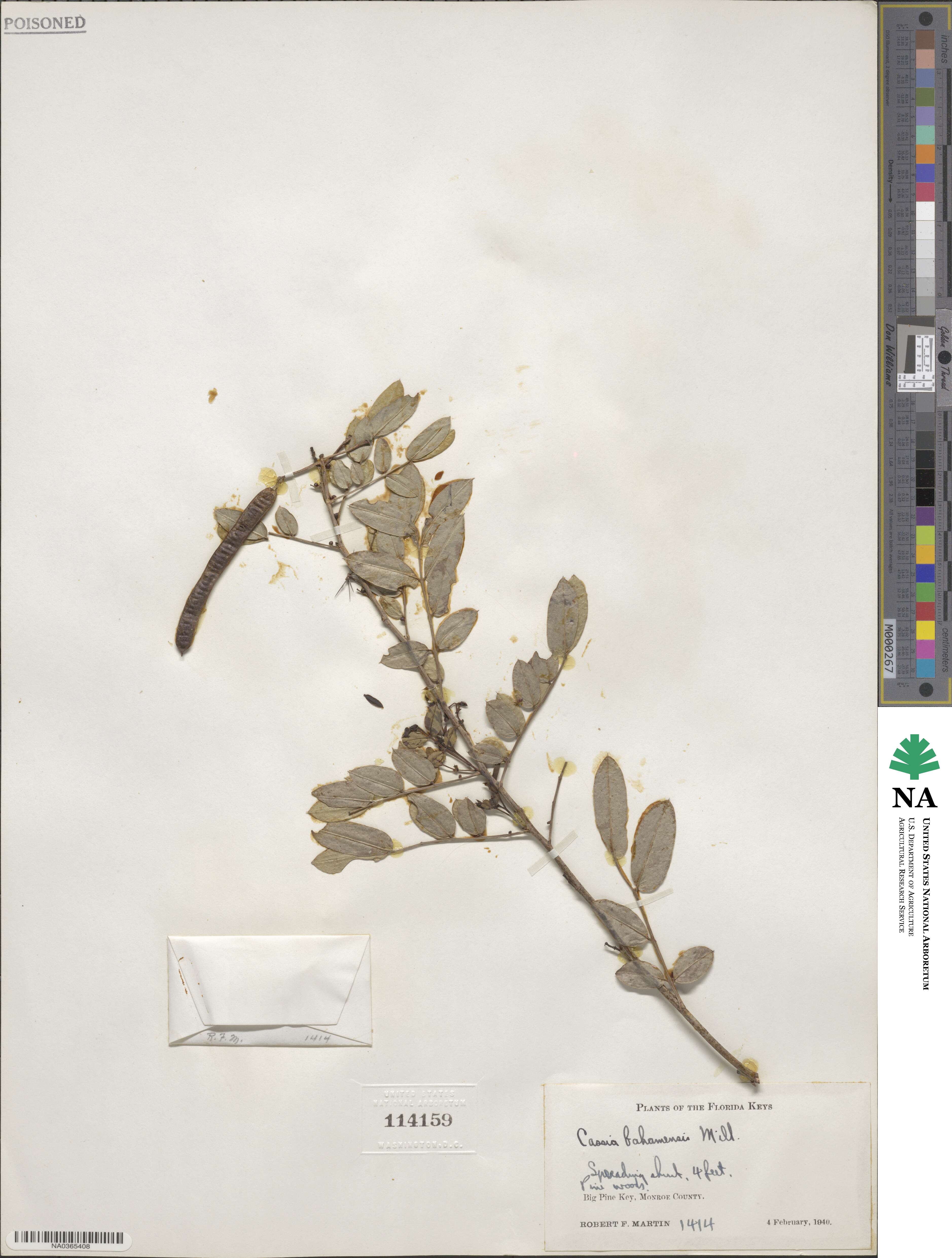Senna ligustrina image
