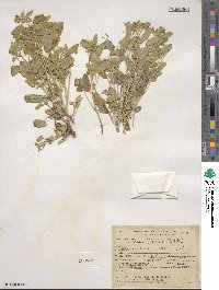 Senna bauhinioides image