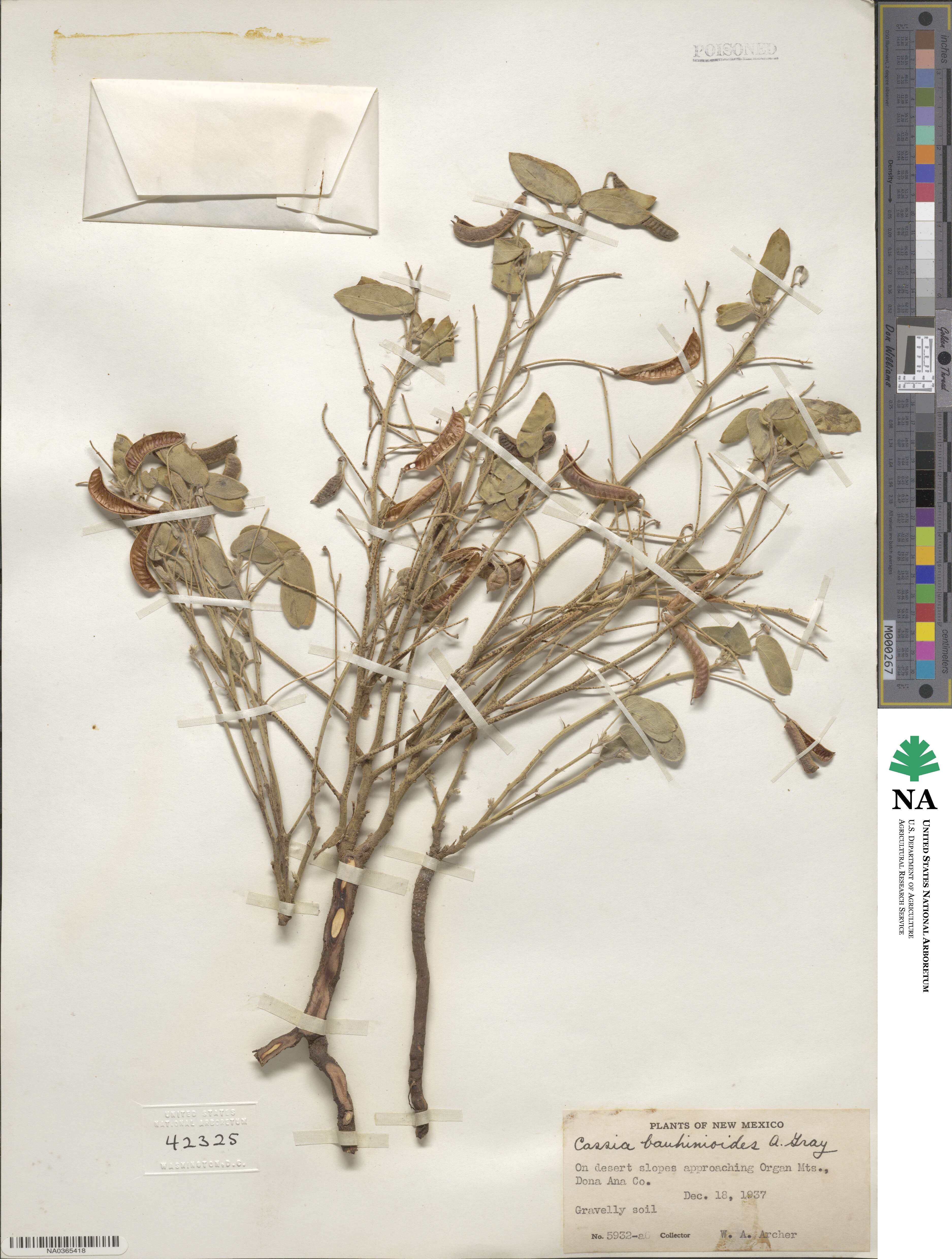 Senna bauhinioides image