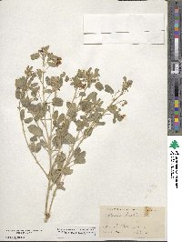 Senna bauhinioides image