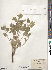 Senna bauhinioides image