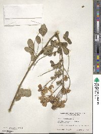 Senna bicapsularis image