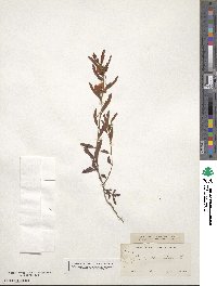 Chamaecrista fasciculata image