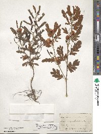 Chamaecrista fasciculata image