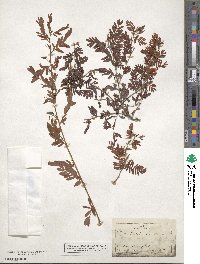 Chamaecrista fasciculata image