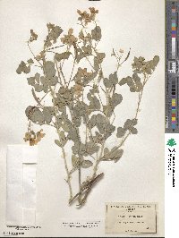 Senna covesii image