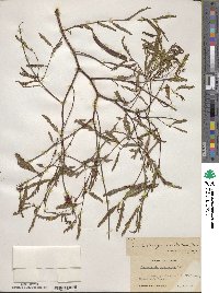 Chamaecrista deeringiana image