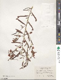 Chamaecrista fasciculata image