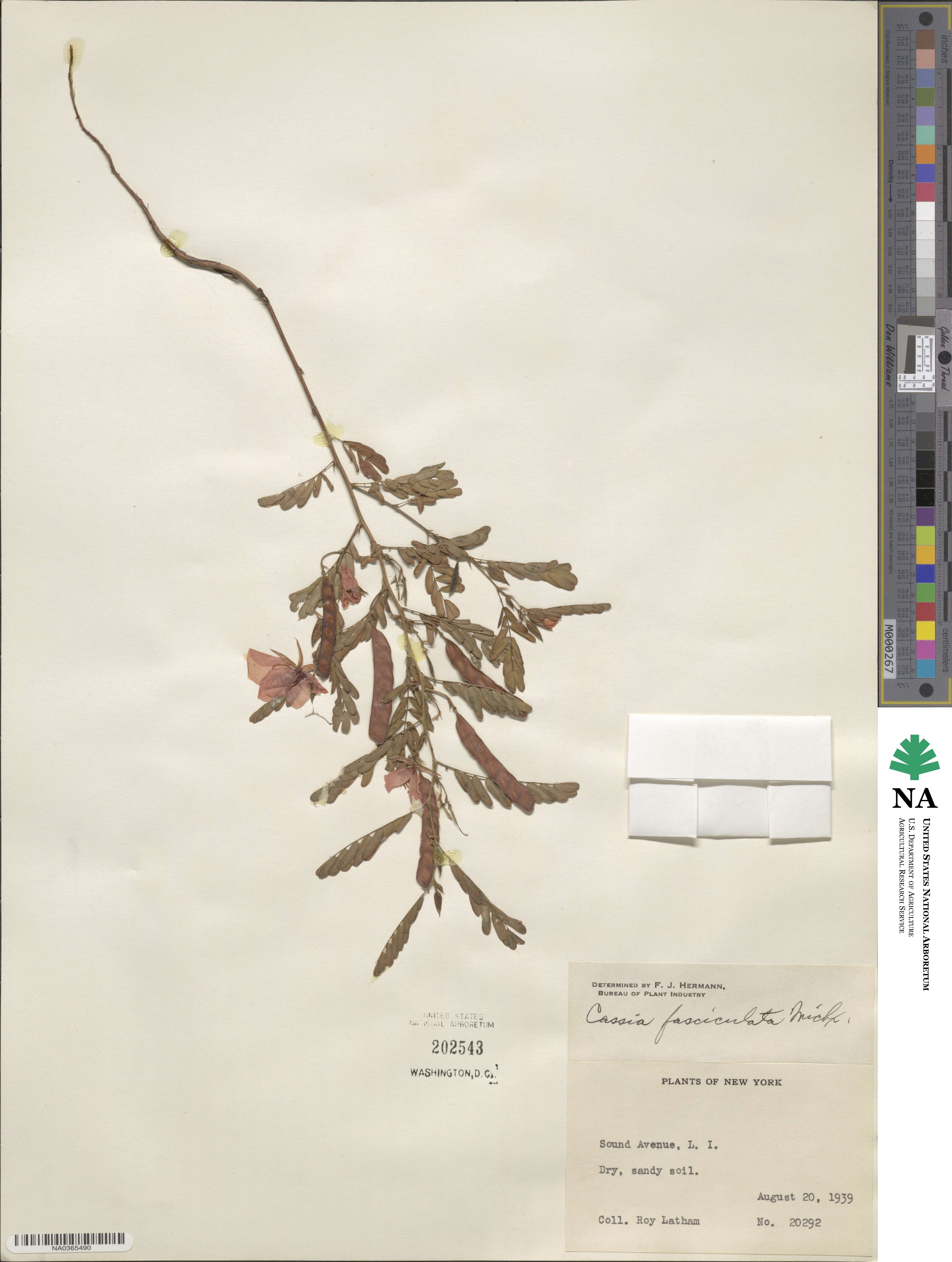 Chamaecrista fasciculata image