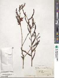 Chamaecrista fasciculata image