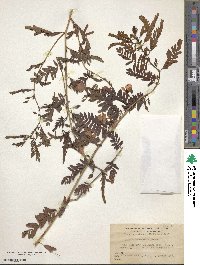 Chamaecrista fasciculata image