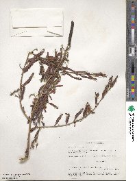 Chamaecrista fasciculata image