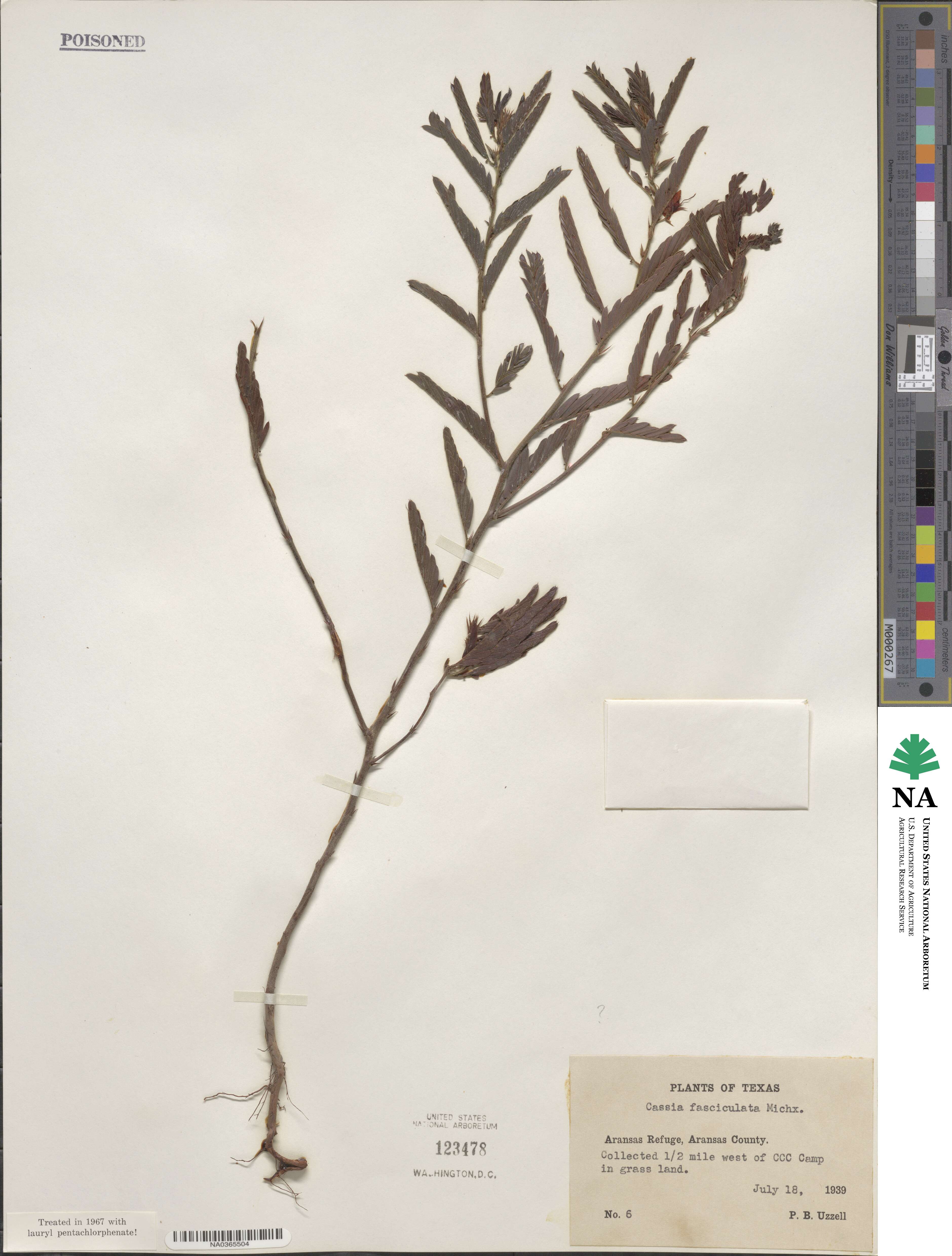 Chamaecrista fasciculata image