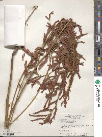 Chamaecrista fasciculata image