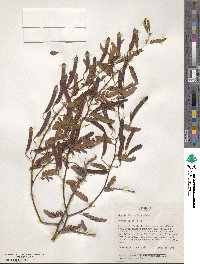 Chamaecrista fasciculata image