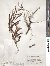 Chamaecrista fasciculata image